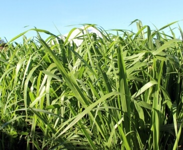 Produtos Panicum Maximum Cv Brs Tamani